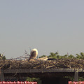 12_50-mast.jpg