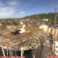 12_50-nest.jpg