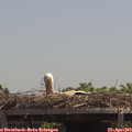 12_55-mast.jpg
