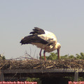 13_00-mast.jpg