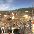 13_00-nest.jpg