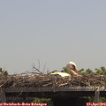 13_10-mast.jpg