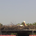 13_15-mast.jpg