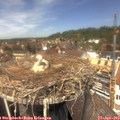 13_15-nest.jpg