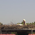 13_20-mast.jpg