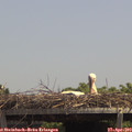13_40-mast.jpg