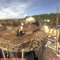 13_50-nest.jpg