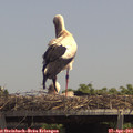 14_00-mast.jpg