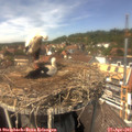 14_00-nest.jpg