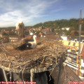 14_10-nest.jpg