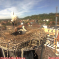 14_15-nest.jpg