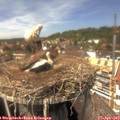 14_20-nest.jpg