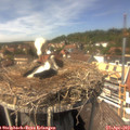 14_25-nest.jpg