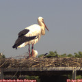 14_30-mast.jpg