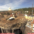14_30-nest.jpg