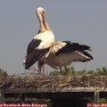 14_35-mast.jpg