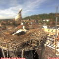14_35-nest.jpg