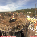 14_40-nest.jpg