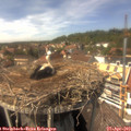 14_45-nest.jpg