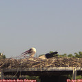 14_50-mast.jpg