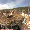 14_50-nest.jpg