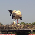 14_55-mast.jpg