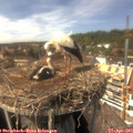 14_55-nest.jpg