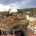 15_00-nest.jpg