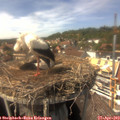 15_05-nest.jpg