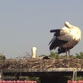 15_10-mast.jpg