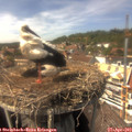 15_10-nest.jpg