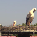15_15-mast.jpg