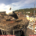 15_15-nest.jpg