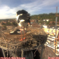 15_20-nest.jpg