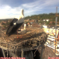 15_25-nest.jpg
