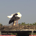 15_30-mast.jpg