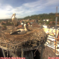 15_30-nest.jpg