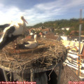 15_35-nest.jpg