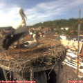 15_40-nest.jpg