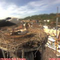 15_45-nest.jpg