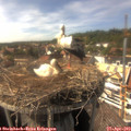 15_50-nest.jpg