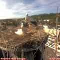 16_05-nest.jpg