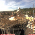 16_10-nest.jpg