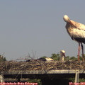 16_15-mast.jpg