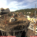 16_15-nest.jpg
