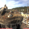 16_20-nest.jpg