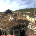 16_30-nest.jpg