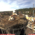 16_35-nest.jpg