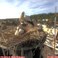16_40-nest.jpg