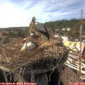16_45-nest.jpg